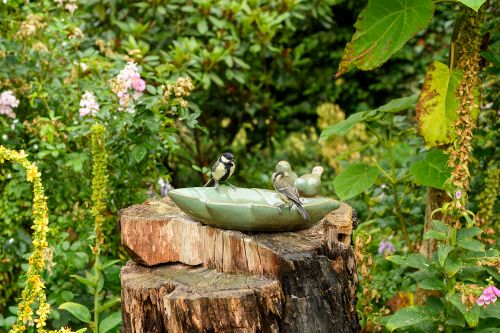 Pimpelmezen op een waterschaal