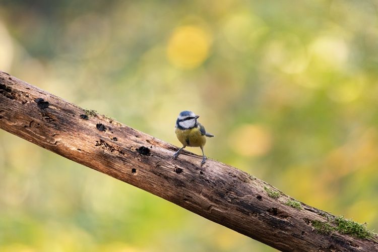 Pimpelmees op een tak