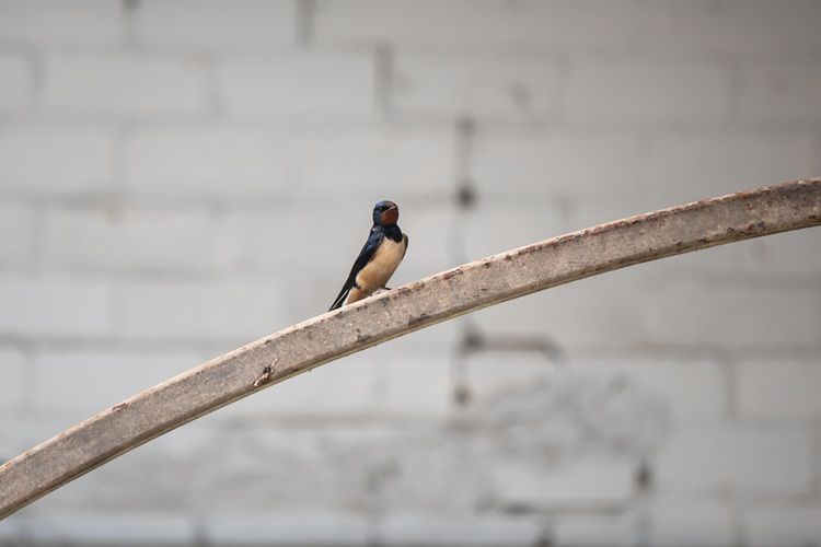 BoerenZwaluw_-_Barn_Swallow_Hirundo_rustica_-_Zwaluwen_Hirundinidae__QM-2596