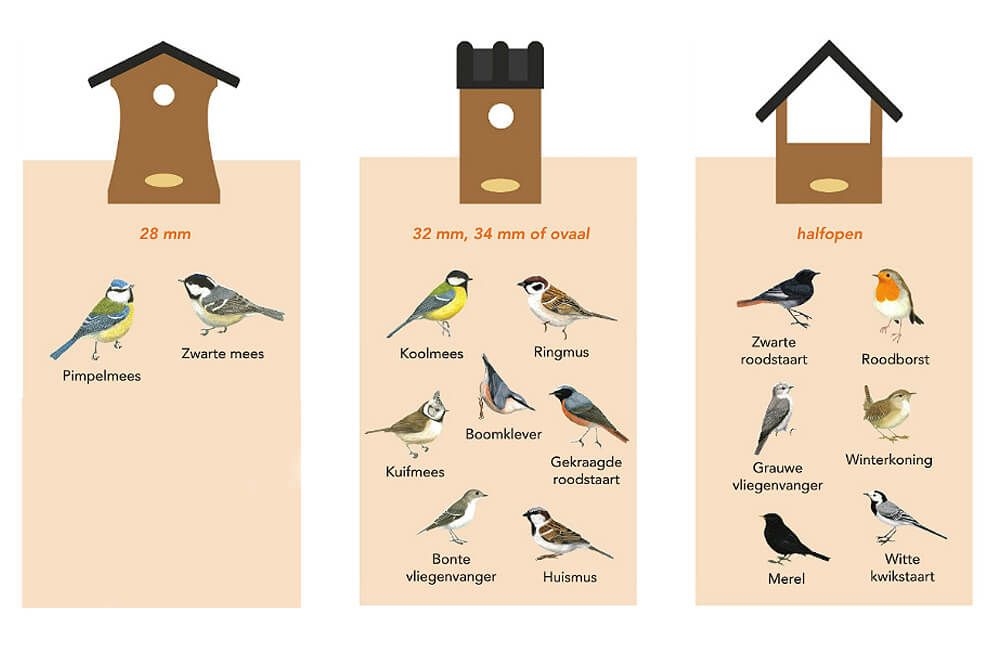 Infographic welke nestkast voor vogels