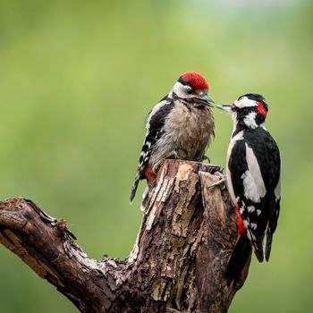Twee grote bonte spechten op een boomstam