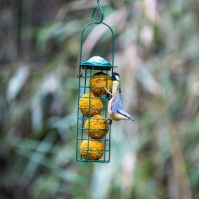 6 Biologische vetbollen met vetbolhouder