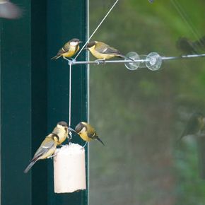 Birdswing XXL