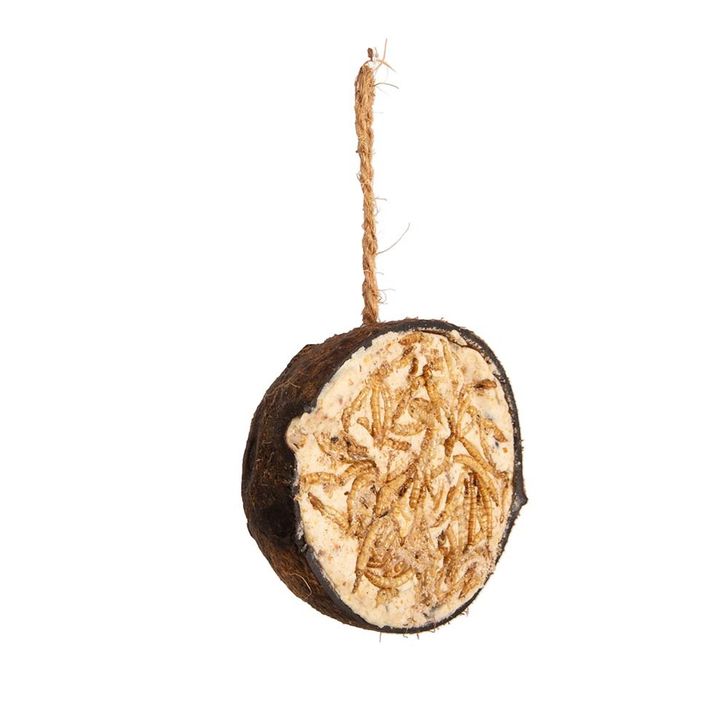 Halve kokosnoot met meelwormen