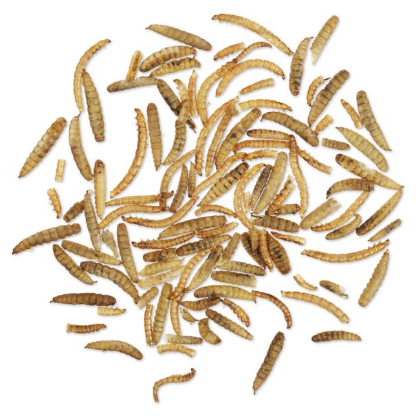 Meelwormen, 800 g, gedroogde meelwormen, 5 l, wormen voor gedroogde vogels, 100% natuurlijk