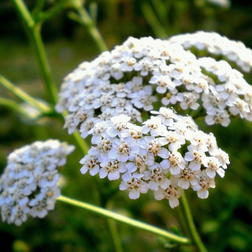 Duizendblad