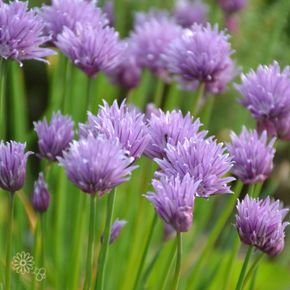 Bieslook - biologisch