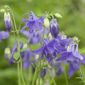Wilde Akelei - biologisch