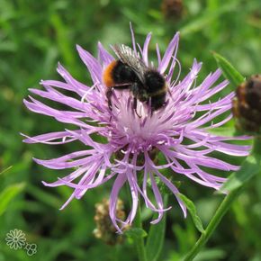 Knoopkruid - biologisch