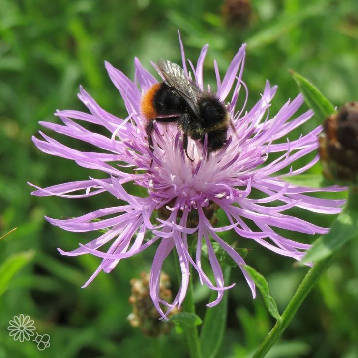 Knoopkruid - biologisch