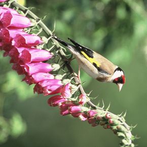 Vingerhoedskruid - biologisch