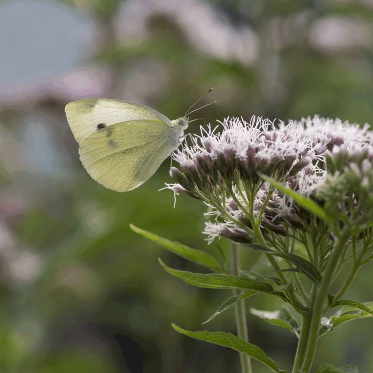 Koninginnekruid - biologisch