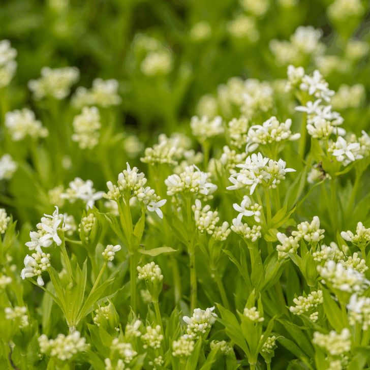 Lievevrouwebedstro - biologisch