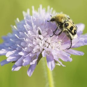 Beemdkroon - biologisch