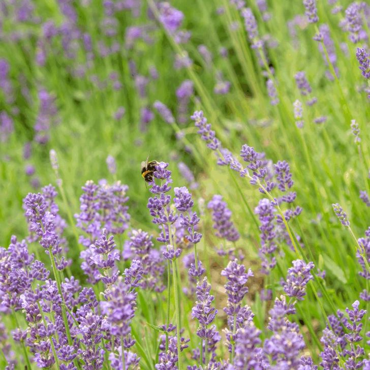 Lavendel 'angustifolia' - biologisch