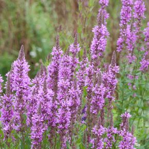 Grote Kattenstaart - biologisch