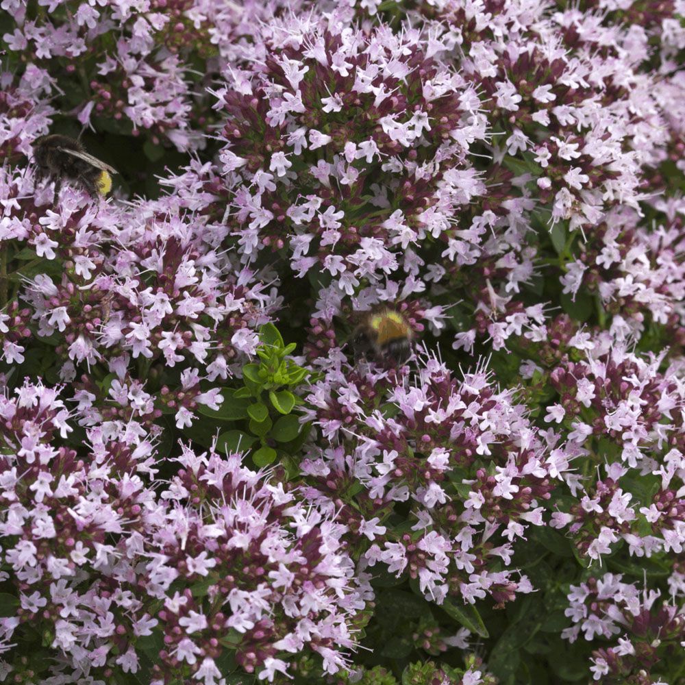 Wilde Marjolein