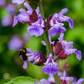Veldsalie 'officinalis' - biologisch