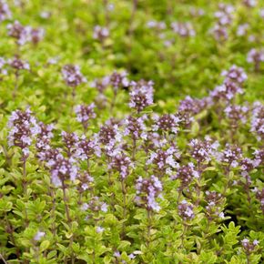 Kleine Tijm - biologisch