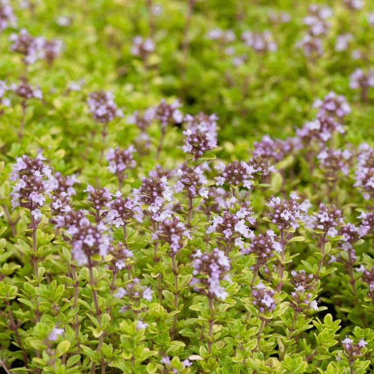 Kleine Tijm - biologisch