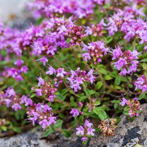 Echte Tijm - biologisch