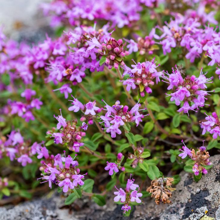Echte Tijm - biologisch
