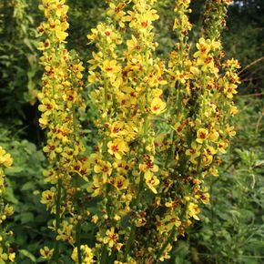 Zwarte Toorts - biologisch