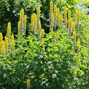 Zwarte Toorts - biologisch