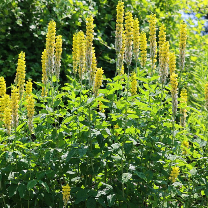 Zwarte Toorts - biologisch