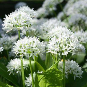 Daslook - biologisch