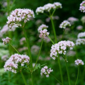 Echte Valeriaan - biologisch