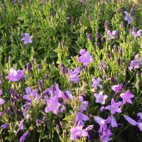 Klokjesbloem - biologisch