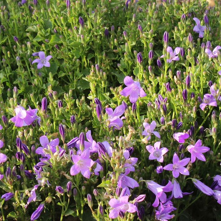 Klokjesbloem - biologisch