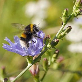 Wilde cichorei - biologisch