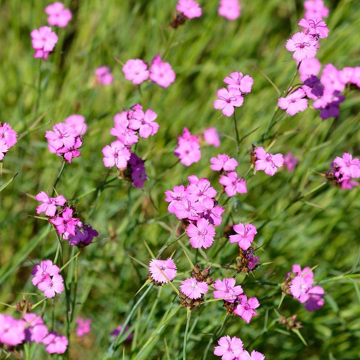 Kartuize anjer - biologisch