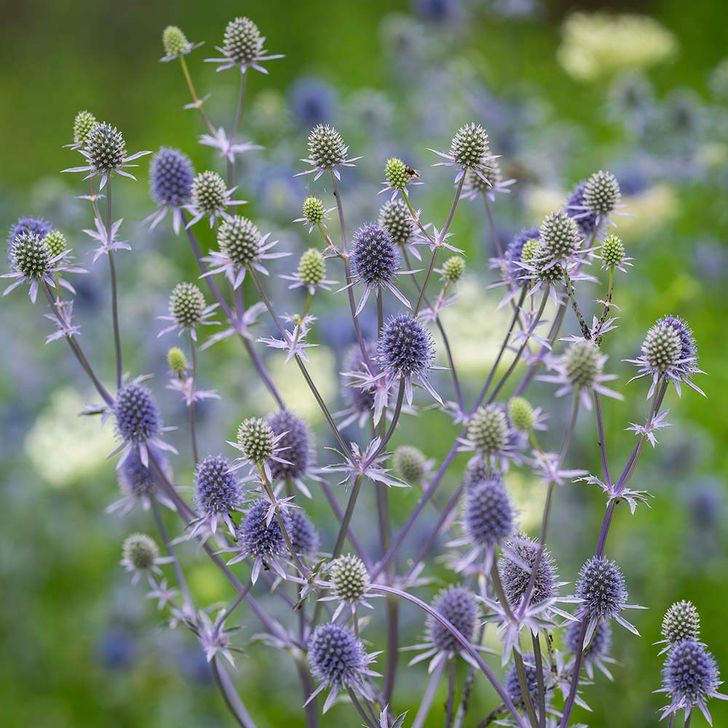 Kruisdistel - biologisch
