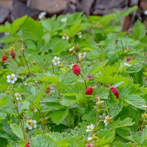 Bosaardbei - biologisch