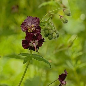 Ooievaarsbek 'phaeum' - biologisch