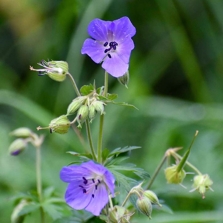 Ooievaarsbek 'pratense' - biologisch