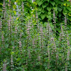 Hartgespan - biologisch