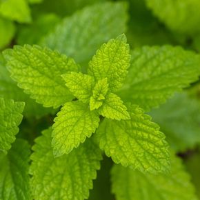 Citroenmelisse - biologisch