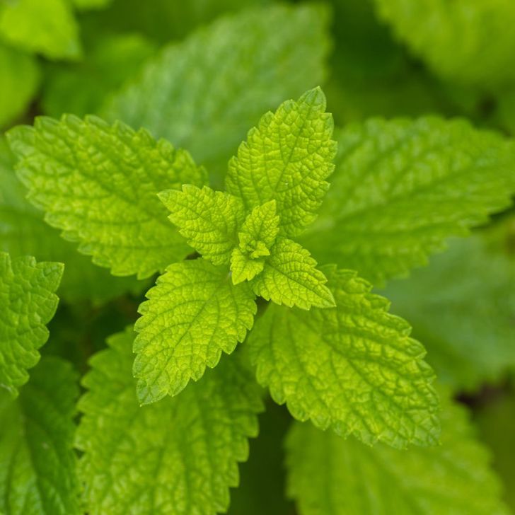 Citroenmelisse - biologisch