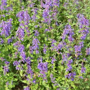 Echte Kattenkruid - biologisch