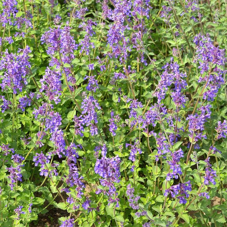 Echte Kattenkruid - biologisch