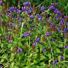 Bijenkorfje - biologisch