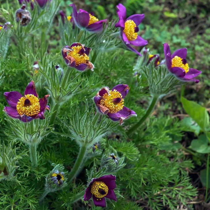 Wildemanskruid - biologisch