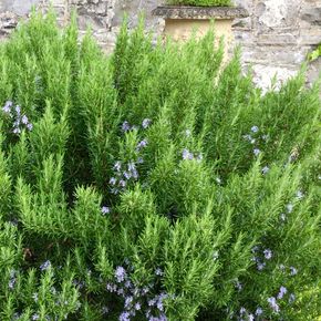 Rozemarijn - biologisch