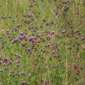 Zaagblad - biologisch