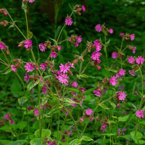 Dagkoekoeksbloem - biologisch