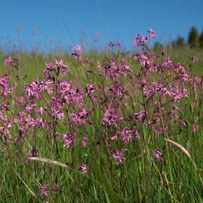 Echte koekoeksbloem - biologisch